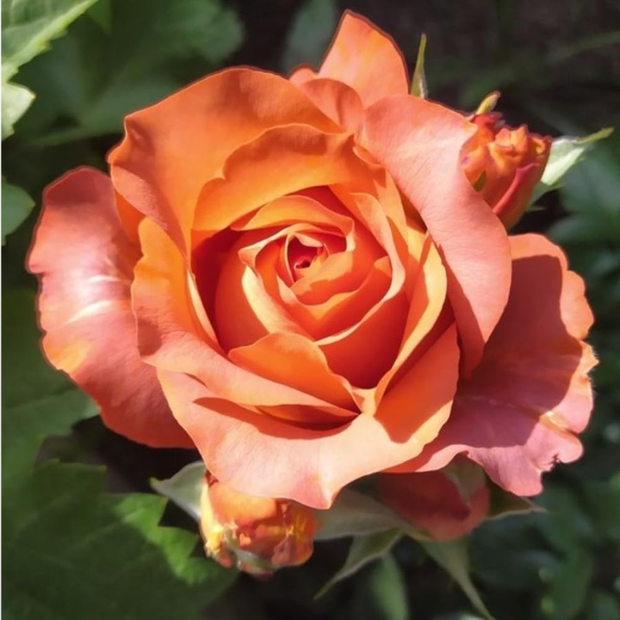 Rose Bush Live Plant - Rose Plant Live Shrub - Bareroot with Soil 5-10 Inch Tall - Fragrant Rose Flowers Heirloom Rose Shrub (Hot Rose)