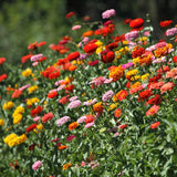 2 Mix Zinnia Plants Live, Zinnia Live Plants for Planting, Flower Plant Tree, 4 Inches Pot