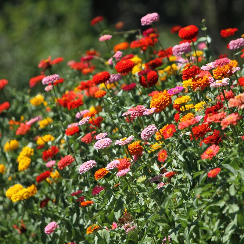 2 Mix Zinnia Plants Live, Zinnia Live Plants for Planting, Flower Plant Tree, 4 Inches Pot