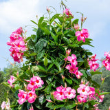 2 Light Pink Mandevilla Live Plants, Mandevilla Flowering Vines Trellis, 4-9 Inch Tall Plants for Hanging Baskets, Container and Garden Growing