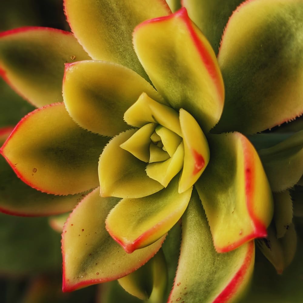 Aeonium Succulents Plant Live, Aeonium Plant in 4 Inc Pot (Yellow Green)