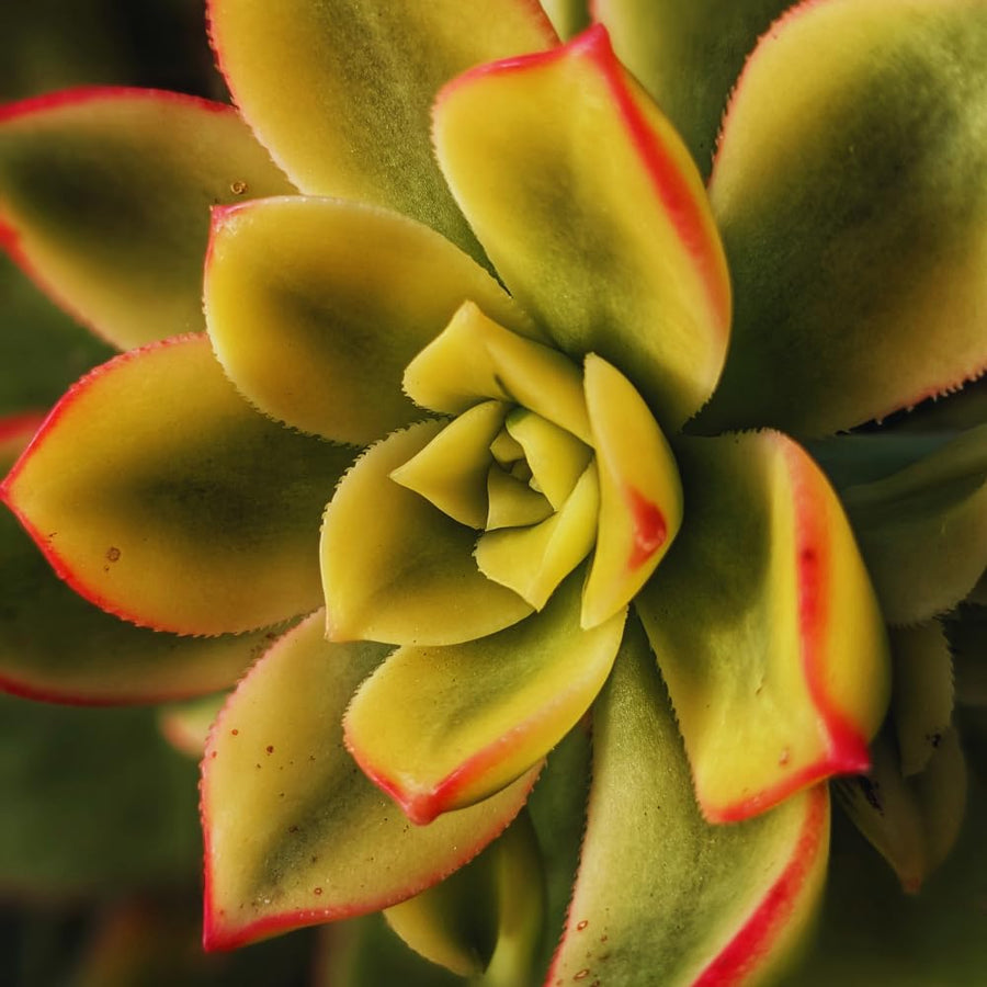 Aeonium Succulents Plant Live, Aeonium Plant in 4 Inc Pot (Yellow Green)