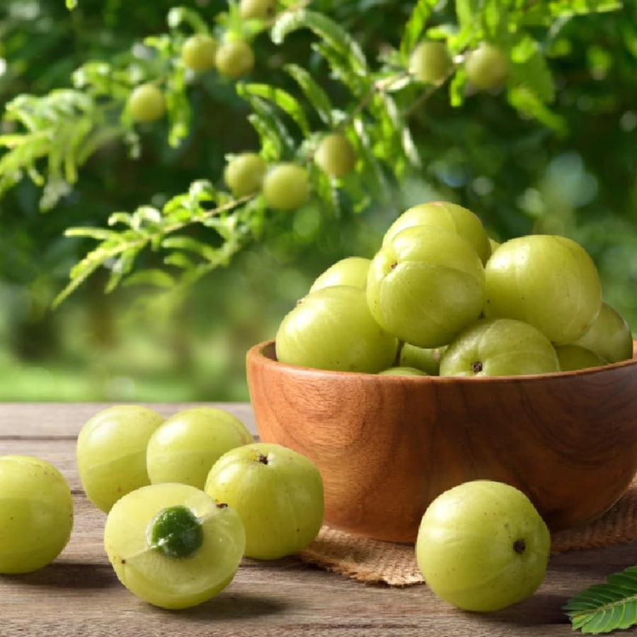 Gooseberry Tree Live, Gooseberry Fruit Plant for Outdoor Planting, 3 Feet Tall Ready to Grow