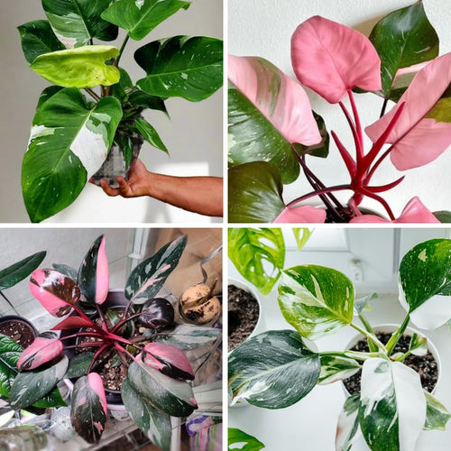 2 Rare Philodendron Live Plants Varieties Collection, Philodendrons Plants Size 5-9 Inc for Indoor Houseplant Décor, Ornamental Tropical Well-Rooted (Random Philodendron Plants)