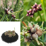 100 Egyptian Walking Onion Seeds for Planting - Heirloom Perennial Onion Seeds, Hardy Vegetable Seeds for Outdoor Garden