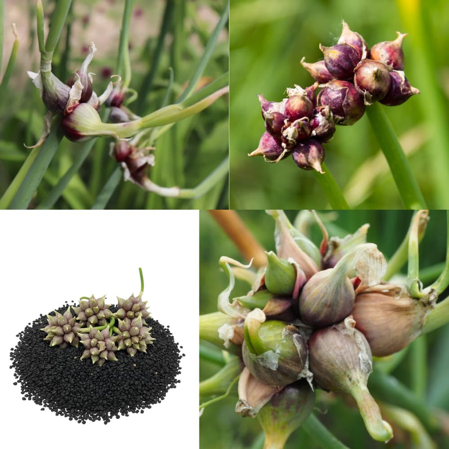 100 Egyptian Walking Onion Seeds for Planting - Heirloom Perennial Onion Seeds, Hardy Vegetable Seeds for Outdoor Garden