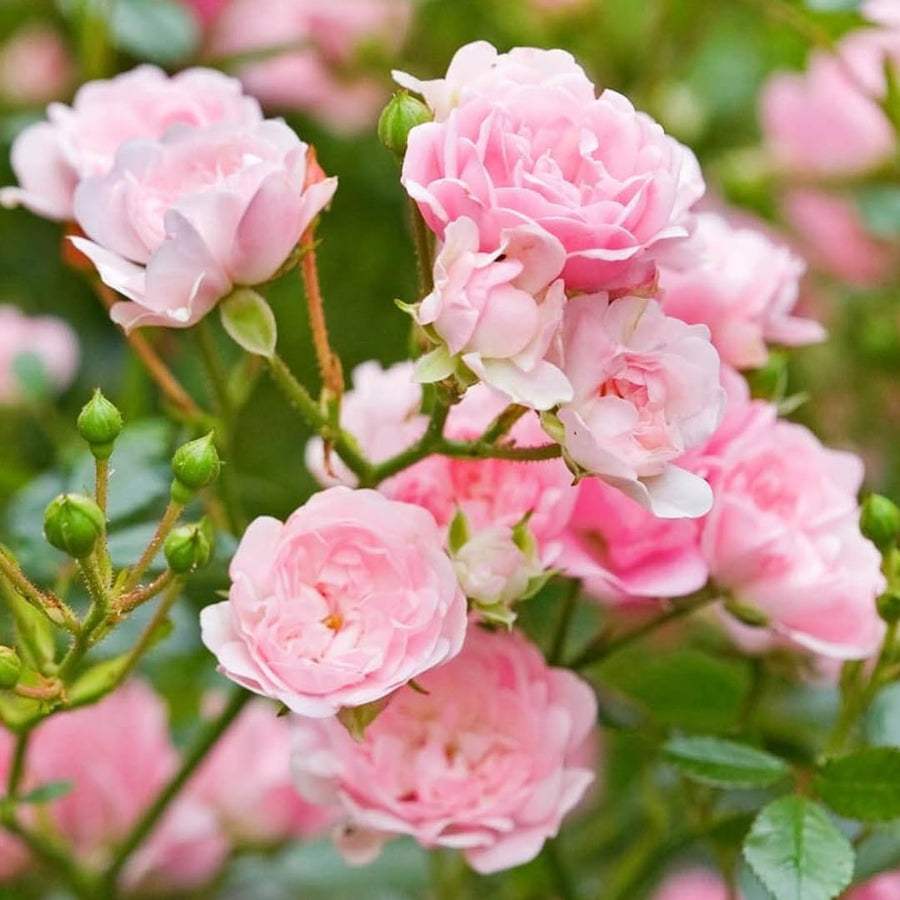 New Dawn Climbing Rose Live Plant, Fragrant Rose Bush Ready to Plants, Zone 5 to 9, Size 5 to 7 Inches and Bare Root