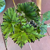 Begonia Live Plant Outdoor, Can Grow As Weeping Begonia, Green Black Leaf, Fast-Growing, Easy-Care Flowering Plant for Gardens Containers, 5-9” Tall, No Pot, Begonia Maculata Plants