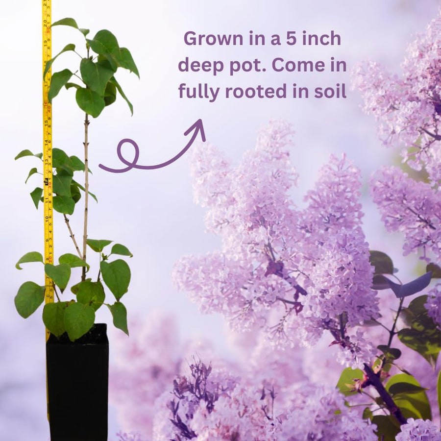 1 Purple Lilac Tree Live Plant, 14-20 Inch Tall, Fully Rooted with Soil, in Pot, Reblooming Lilac Plant Live for Planting Your Garden