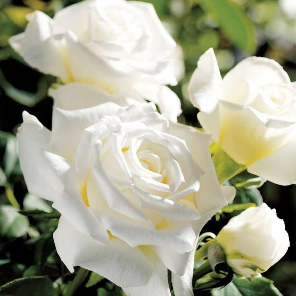 Rose Bush Live Plant - Rose Plant Live Shrub - Bareroot with Soil 5-10 Inch Tall - Fragrant Rose Flowers Heirloom Rose Shrub - No Pot (White Rose)
