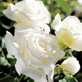Rose Bush Live Plant - Rose Plant Live Shrub - Bareroot with Soil 5-10 Inch Tall - Fragrant Rose Flowers Heirloom Rose Shrub - No Pot (White Rose)