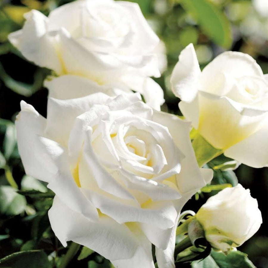 Rose Bush Live Plant - Rose Plant Live Shrub - Bareroot with Soil 5-10 Inch Tall - Fragrant Rose Flowers Heirloom Rose Shrub - No Pot (White Rose)