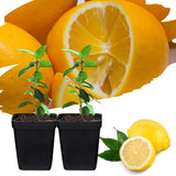 4 Months Old Meyer Yellow Lemon Tree Live Plant, Well-Rooted for Zones 9-11, 2-3 Inches Tall in 4 Inch Pot, Tropical Fruit Tree for Indoor or Outdoor Growing