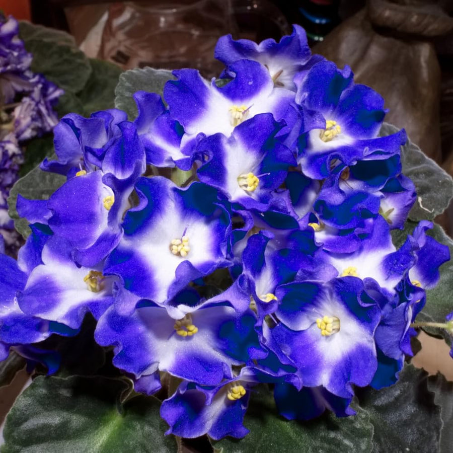 Colorful African Violets Live Plant in 4" Pot, Starter African Violet Flower for Indoor Outdoor Home Décor