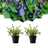 2 Black Huckleberry Bushes Live Plants, Well Rooted Huckleberries Fruits, 4'' Pot, Indoor Outdoor Growing