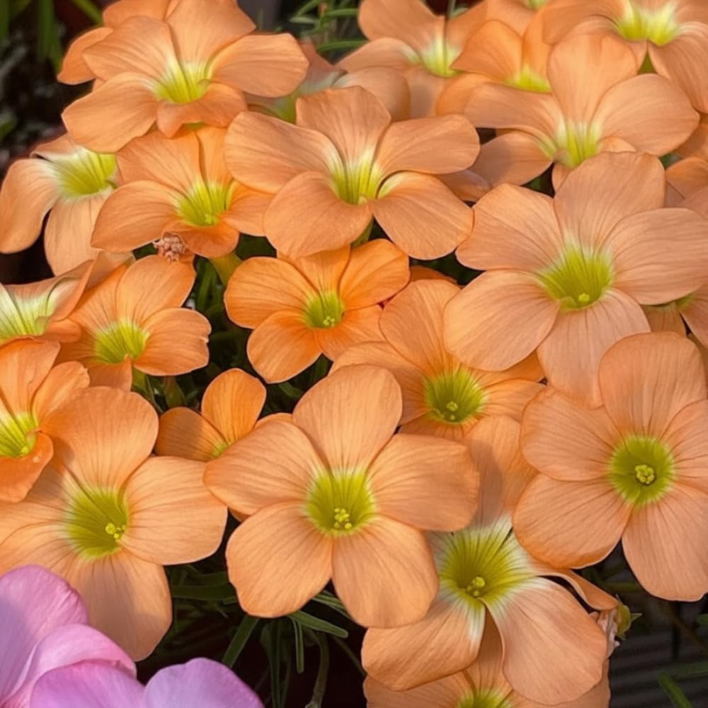 Oxalis Plant in 4'' Pot, 4-8'' Tall, Shamrock Flowers Plants, Perennial Flower Plants for Indoor and Outdoor Garden