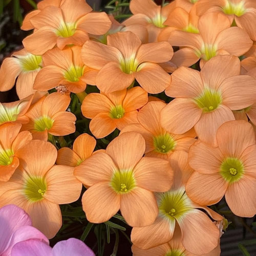 Oxalis Plant in 4'' Pot, 4-8'' Tall, Shamrock Flowers Plants, Perennial Flower Plants for Indoor and Outdoor Garden