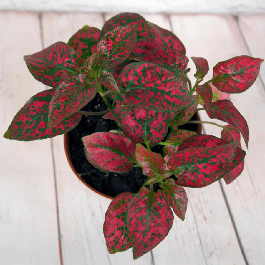 Set 3 Red Polka Dot Plants, Polka Dot Houseplant, Indoor Outdoor Planting 4 Inch Tall