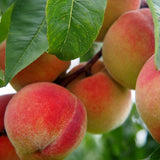Cold Hardy Sweet Peach Tree Live Plant Well-Rooted, 6-12 Inches in Tall, No Pot, Bare Root Peach Tree for Planting, No CA