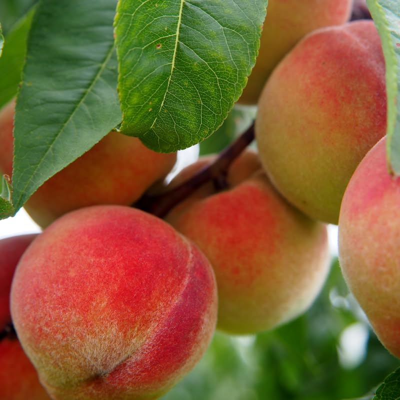Seedling Peach Tree Live Plant, 6 to 11 Inches in Tall for Growing, Peachs Fruit Trees Cold Hardy, No CA