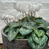 Cyclamen Plant Live, Hardy Flowering Plant with Vibrant Bloom, 5-7 Inches Pot, Outdoor Indoor Houseplant (White Cyclamen)