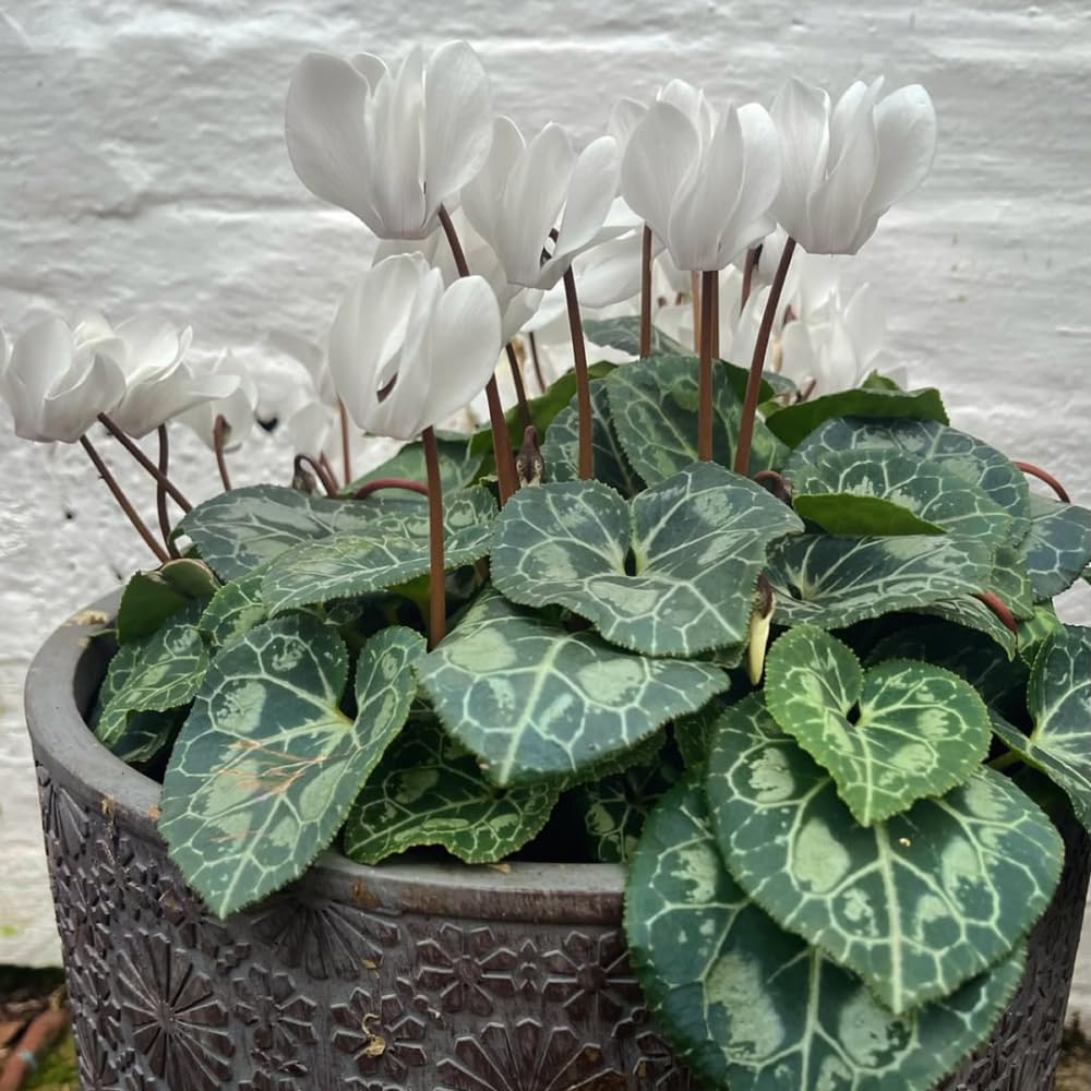Cyclamen Plant Live, Hardy Flowering Plant with Vibrant Bloom, 5-7 Inches Pot, Outdoor Indoor Houseplant (White Cyclamen)