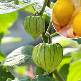 Cape Gooseberry Plant Live in 4'' Pot, 8-10 Inch Tall, Hardy Gooseberry Live Plant for Outdoor Planting, Sweet Golden Berry Fruit Plant, Well-Rooted