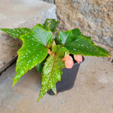 Angel Wing Begonia Live Plant, Polka Dot Begonia Maculata Plants, 4-7" Starter Indoor Outdoor Houseplant Décor, Air-Purifying and Easy Care, Unique Foliage Begonia