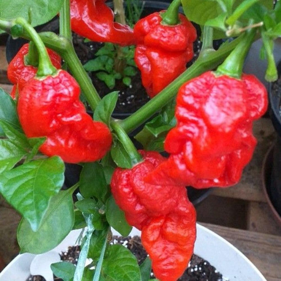 Red Carolina Reaper Chili Pepper Plant 3-6 Inch, Hot Pepper Plants for Garden Planting, Indoor or Outdoor Growing, 4 Inch Pot Plant