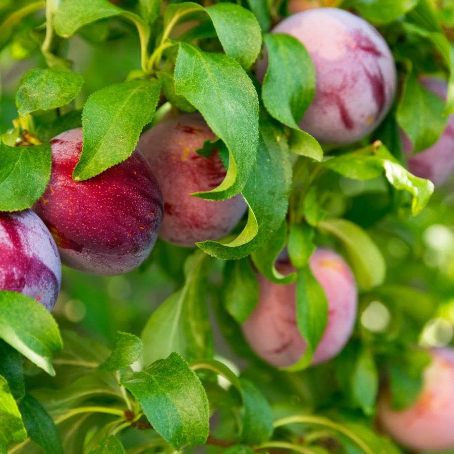 24 Live Plum Cuttings, 12–24 Inches Tall, Sweet Edible Fruit Rooted Cuttings, Ready to Grow, Suitable for Outdoor Planting
