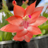 Orange Thanksgiving Cactus in 4" Pot for Spring Planting, Indoor Outdoor Home Decor