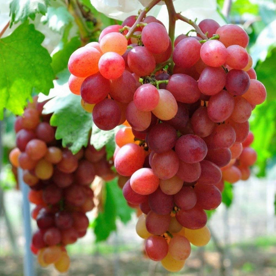 Red Grape Vine Plant Live for Planting 1-2 Years Old, Sweet Grape Plant Live Grape Tree, Grape Fruit Tree for Planting