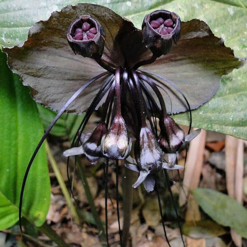 Pack 2 Black Tacca Chantrieri Plants Live, Black Orchid Bat Flower 3-6 Inches, Indoor Houseplant, Outdoor Planting