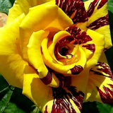 Rare Rose Bush Live Plant - Rose Plant Live to Grow - Bareroot 5-10 Inch Tall - Fragrant Rose Flowers Shrub - No Pot (Stripe Rose)