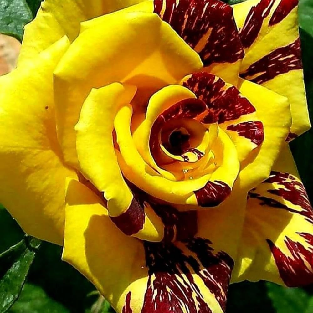 Rare Rose Bush Live Plant - Rose Plant Live to Grow - Bareroot 5-10 Inch Tall - Fragrant Rose Flowers Shrub - No Pot (Stripe Rose)