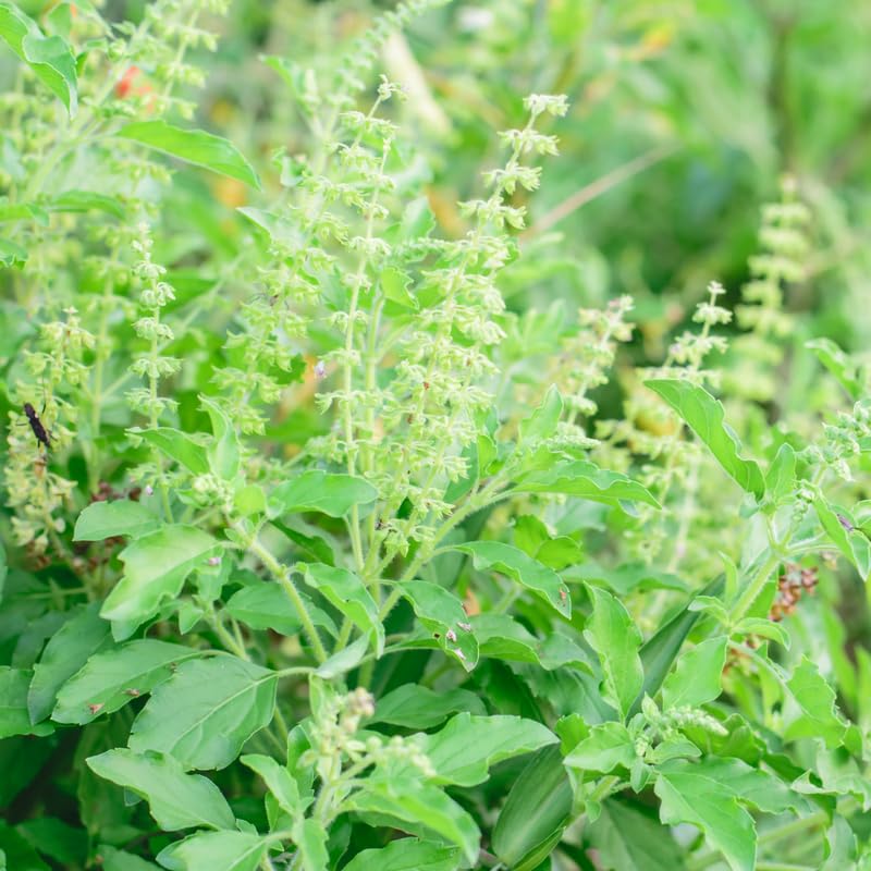 2500 Green Leaf Holy Basil Seeds, Fresh Holy Basil Seeds for Planting, Fragrant Herb