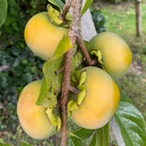 Live Persimmon Tree in Pot, 4 Ft Air-Layered Tree, Persimmon Fruit Live Plant Potted