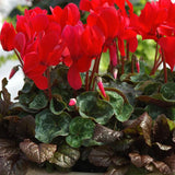 Red Cyclamen Plant Live, Hardy Cyclamen Flowers, In 4 Inc Pot, Indoor Cyclamen Houseplant with Blooming Potted Flowers