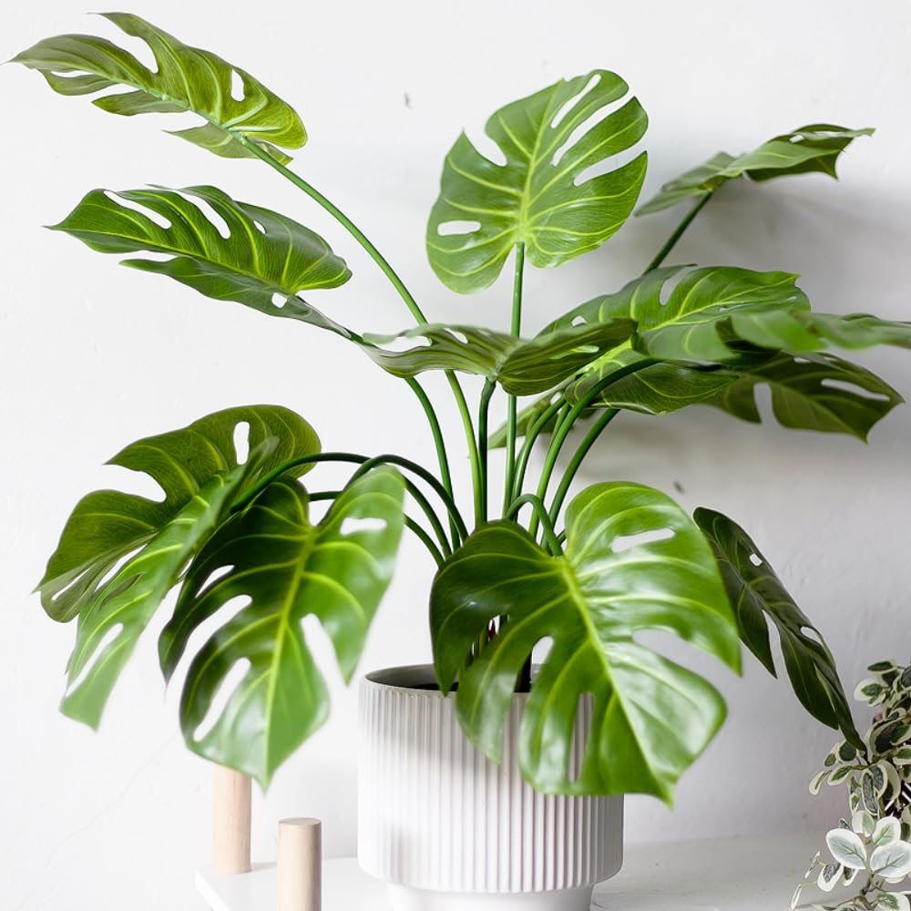 2 Monstera Plants Live, Swiss Cheese Philodendron Plant, Ornamental Tropical Well-Rooted, 4 to 5 Leaves for Indoor Houseplant (Monstera Swiss Cheese Round Leaf)