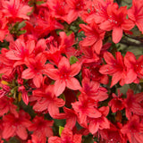 Live Azalea Plant, Rhododendron Flowering Shrub, Hardy Ornamental Plant, 10 Inches Tall, for Indoor or Outdoor Planting (Red Azalea)