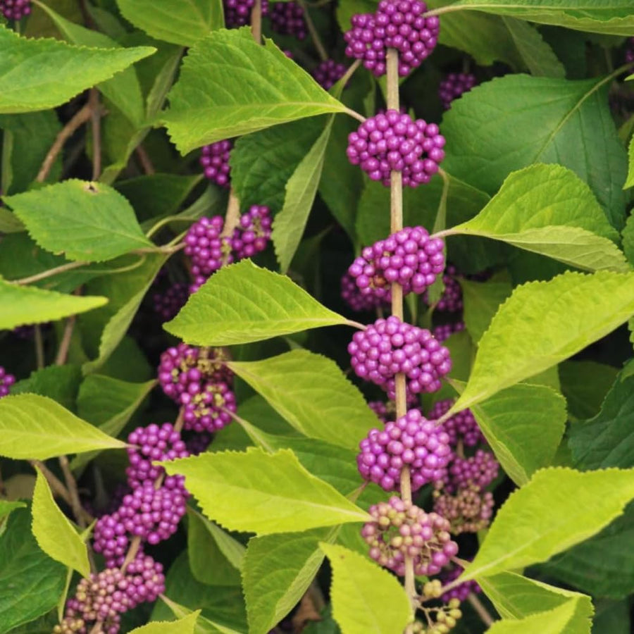 Set 2 American Beauty Berry Tree Live, Purple Beautyberry Shrub, 10-12 Inches Tall, 2-3 Years Old, Purple Berry Plant for Landscape