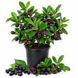 Black Plum Live Plant, Plum Tree, 4-7 Inches Tall in 4 Inch Pot, Black Fruit for Tropical Gardens