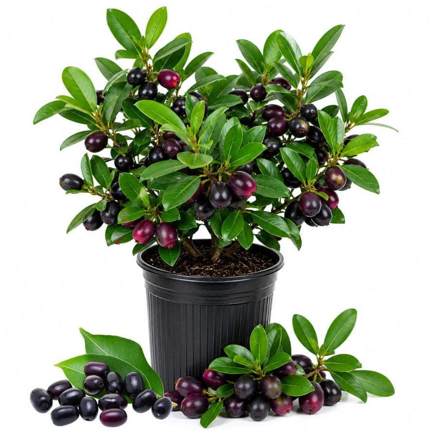 Black Plum Live Plant, Plum Tree, 4-7 Inches Tall in 4 Inch Pot, Black Fruit for Tropical Gardens