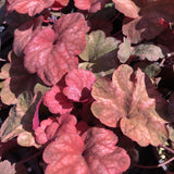 Orange to Red Heuchera Live Plant, Coral Bells Shrubs Perennial, Well Rooted Plants 4-7 Inch Tall