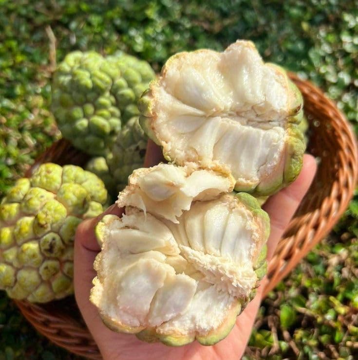 Sugar Apple Tree Live Plant, 3 Years Old Sweet Custard Apple Tree, Ready to Bear Fruits, 3-4 Feet Tall Fully Rooted