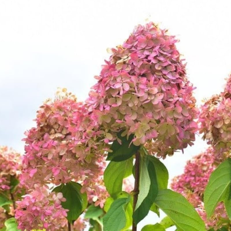 Pink White Hydrangea Tree Live Plant, Hydrangea Plant Live Garden, Perennial Flower Shrub Plant, Quart Pot