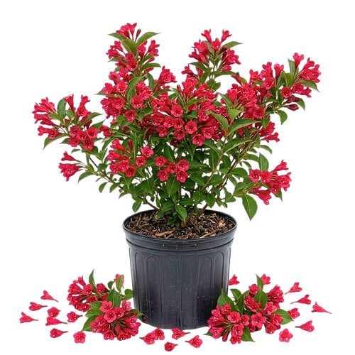 Red Weigela Tree Live Plant in 4 Inch Pot, Weigela Blooming Shrub, Vibrant Flowering Starter Plant 4-7" Tall for Outdoor Gardening