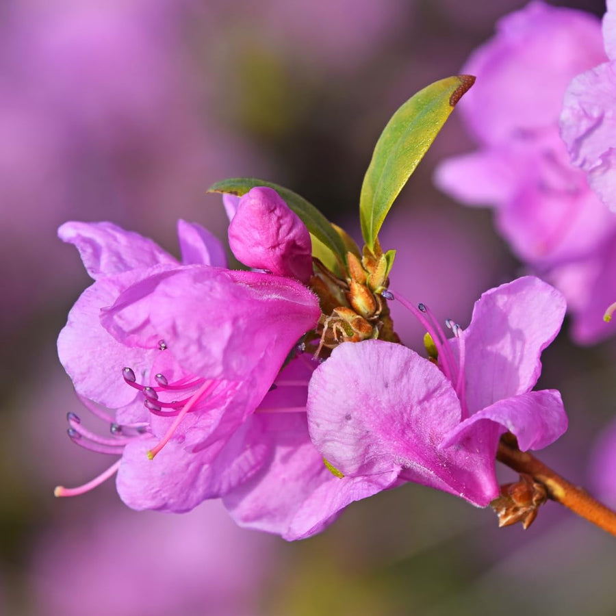 Live Azalea Plant, Rhododendron Flowering Shrub, Hardy Ornamental Plant, 10 Inches Tall, for Indoor or Outdoor Planting (Purple Azalea)