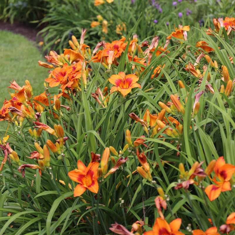 Pack 10 Daylily Bulbs for Planting Spring, Fast Blooming Hardy Perennial Lily Bare Roots for Outdoor Growing (Apricot Day Lily)