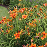 Pack 10 Daylily Bulbs for Planting Spring, Fast Blooming Hardy Perennial Lily Bare Roots for Outdoor Growing (Wild Orange Day Lily)